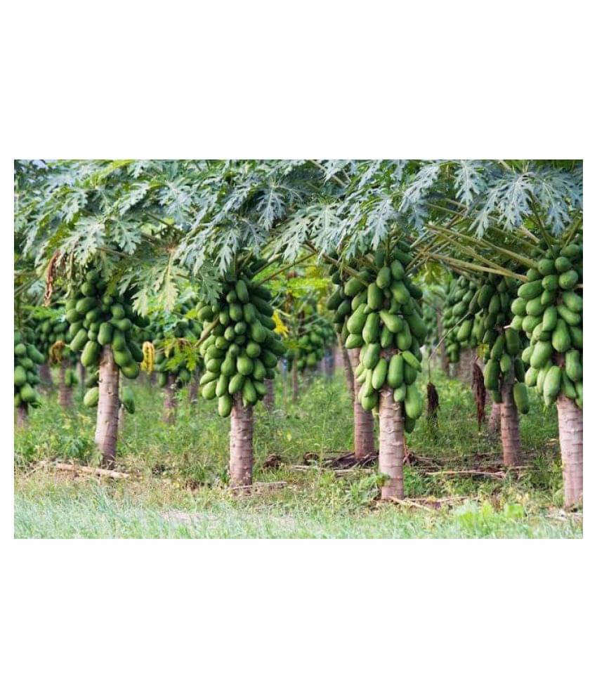     			homeagro - Papaya Fruit ( 50 Seeds )