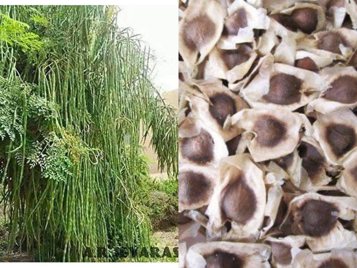 Moringa Drumstick Seeds (Saijan ki Phalli, Saragavo) | pack of 30 seeds