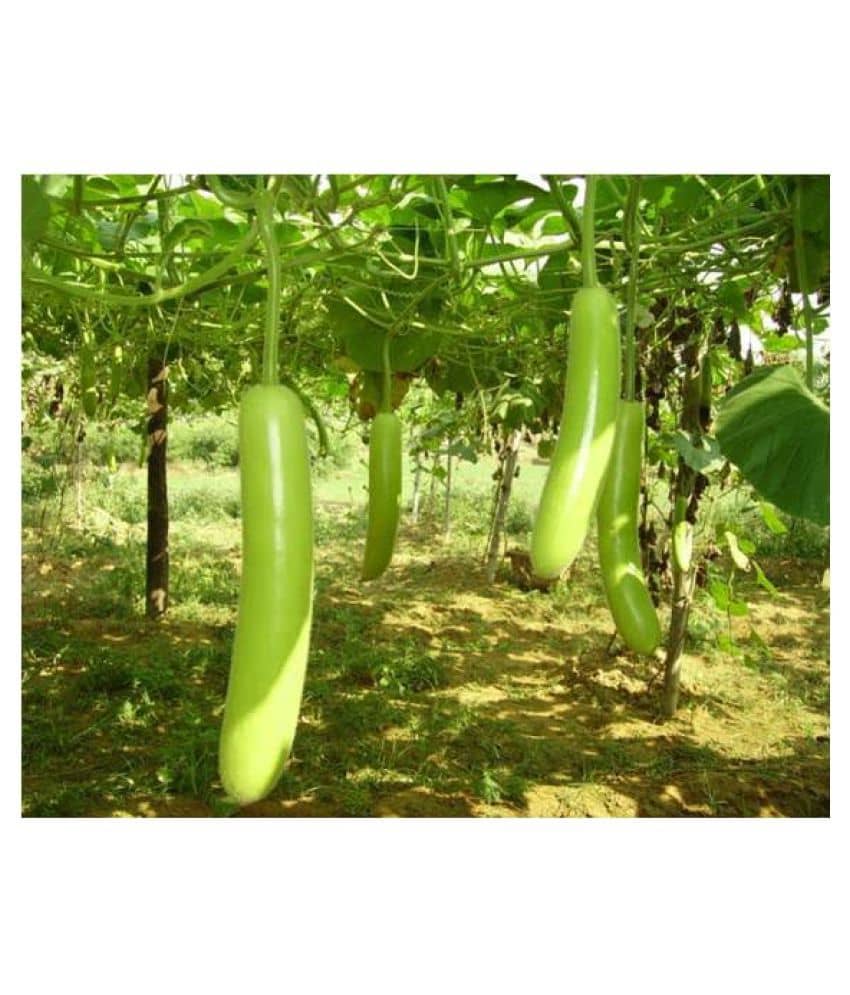 Bottle Gourd F1 Hybrid - Organic Seeds - For Home And Kitchen Garden | (Pack 1 pkt 15 Seeds each)