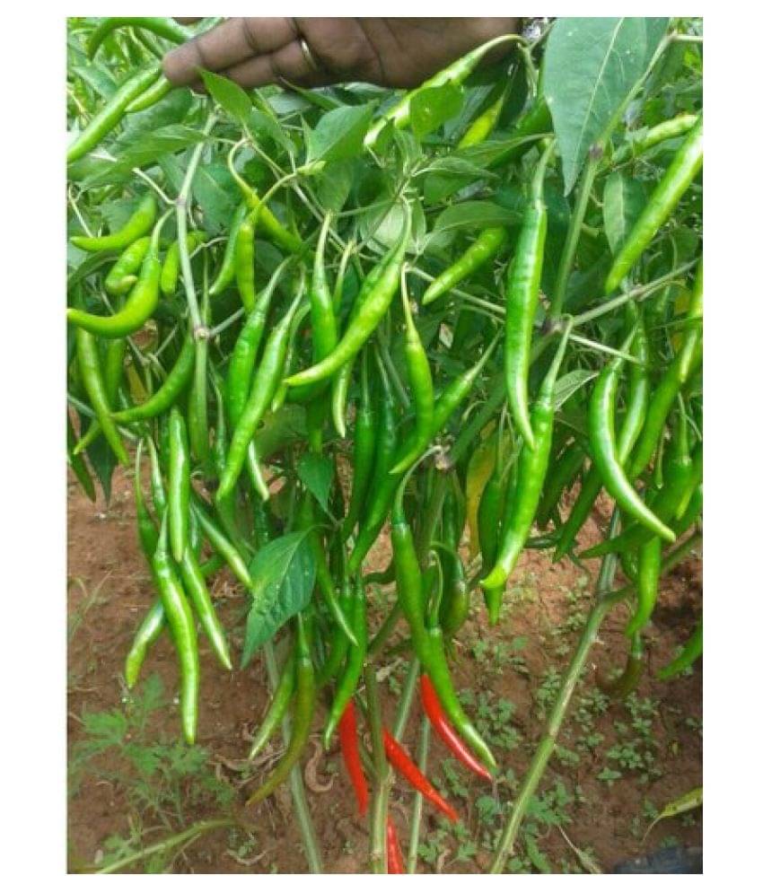     			Chilli F1 (Hybrid) Vegetables Seed - 50