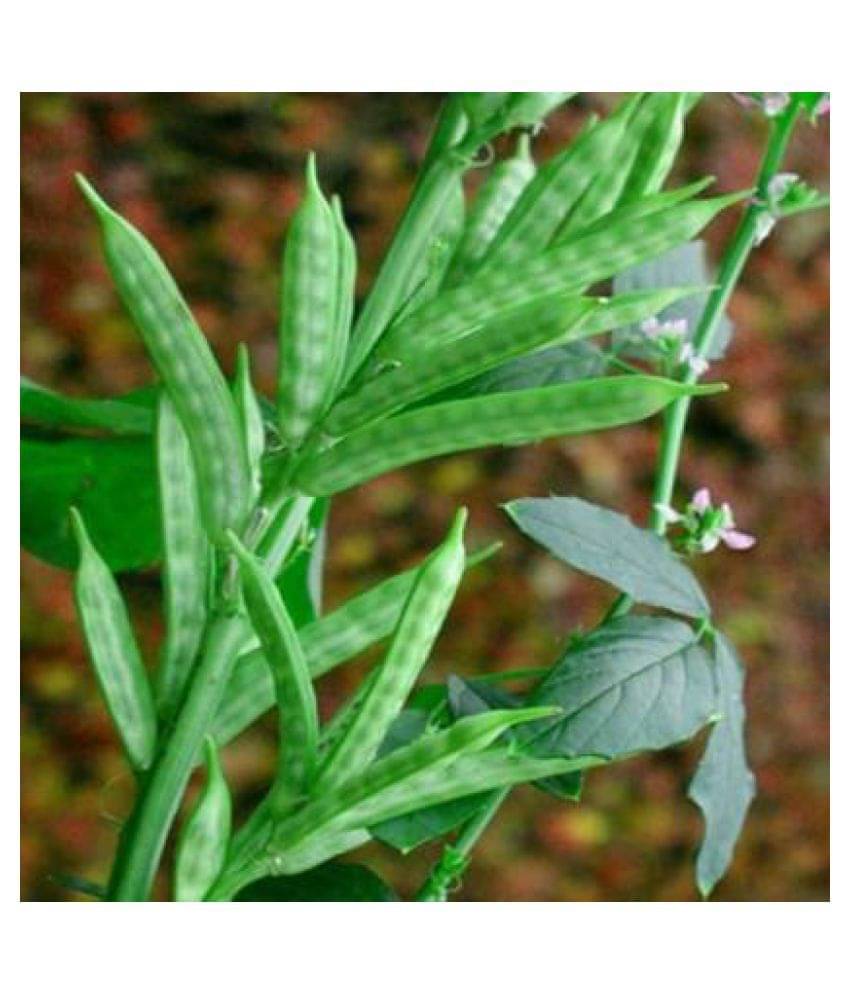     			Jubilant Guar Beans Seeds (50+ Seeds)