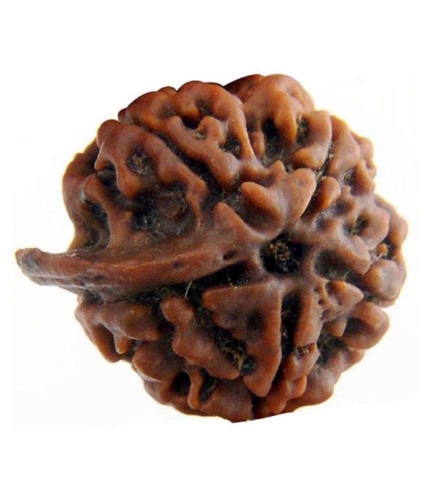     			ShivaRatna Ganesh Mukhi Rudraksha (Lab Certified Premium Quality Bead)
