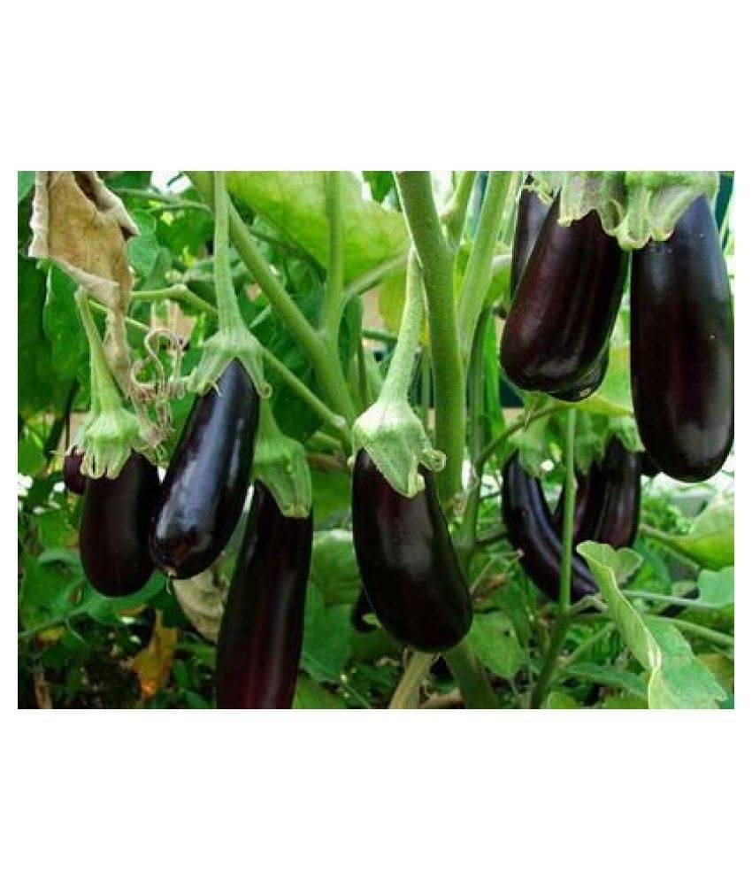 Brinjal Long Quality Seeds - Pack of 50 F-1 Hybrid Seeds     			Brinjal Long Quality Seeds - Pack of 50 F-1 Hybrid Seeds
