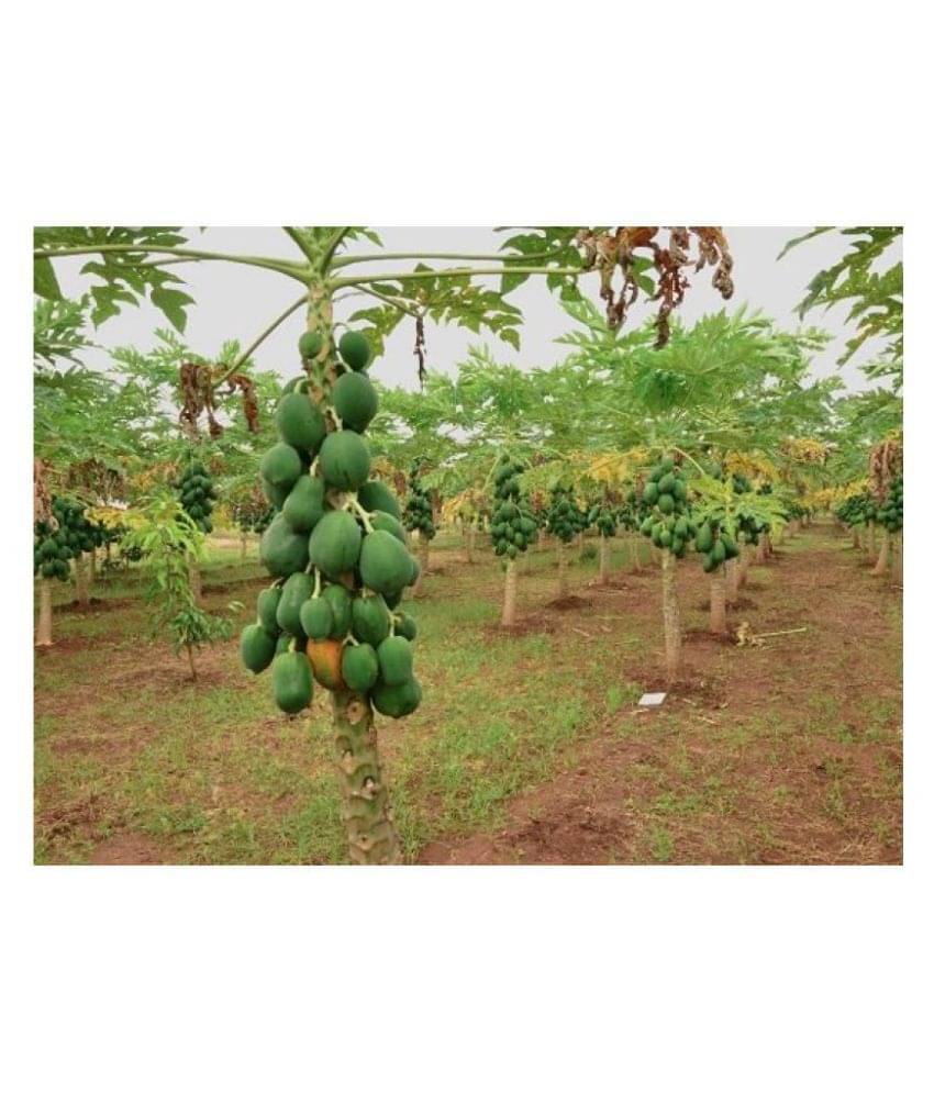 Dwarf Variety Huge Production Hybrid Seed-1 Pack Of 30Seeds Dwarf Variety Huge Production Hybrid Seed-1 Pack Of 30Seeds