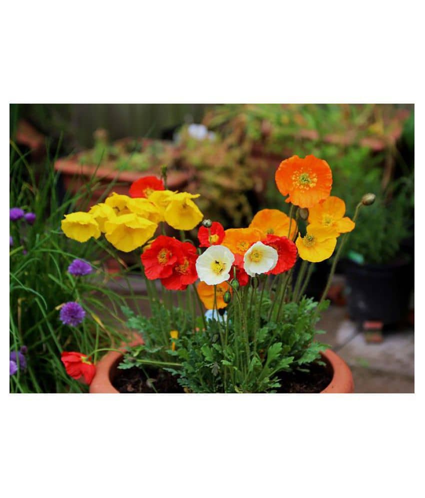 Flanders Poppy Hybrid Seeds Gardening Seeds Garden [Home Garden Seeds Eco Pack] Plant Seeds