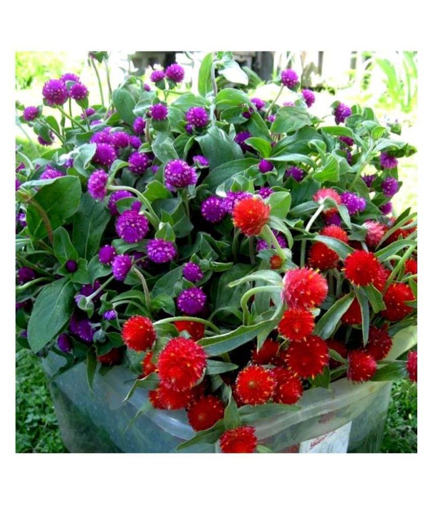     			MaliaGarden Gomphrena Mixed Colour Flower Seeds - Dwarf Variety Plant - Pack of 30 seeds