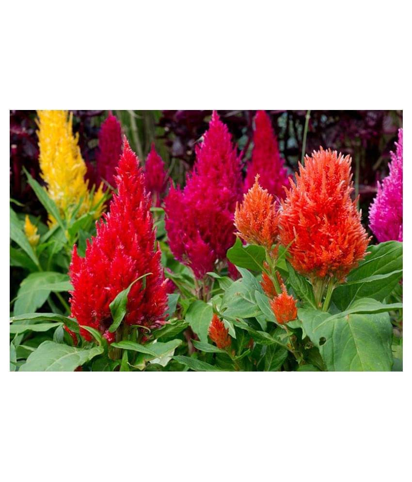     			Planthub Cockscomb Flower Seed, Dwarf Mixed Multicolour, Pack of 60 Seeds.