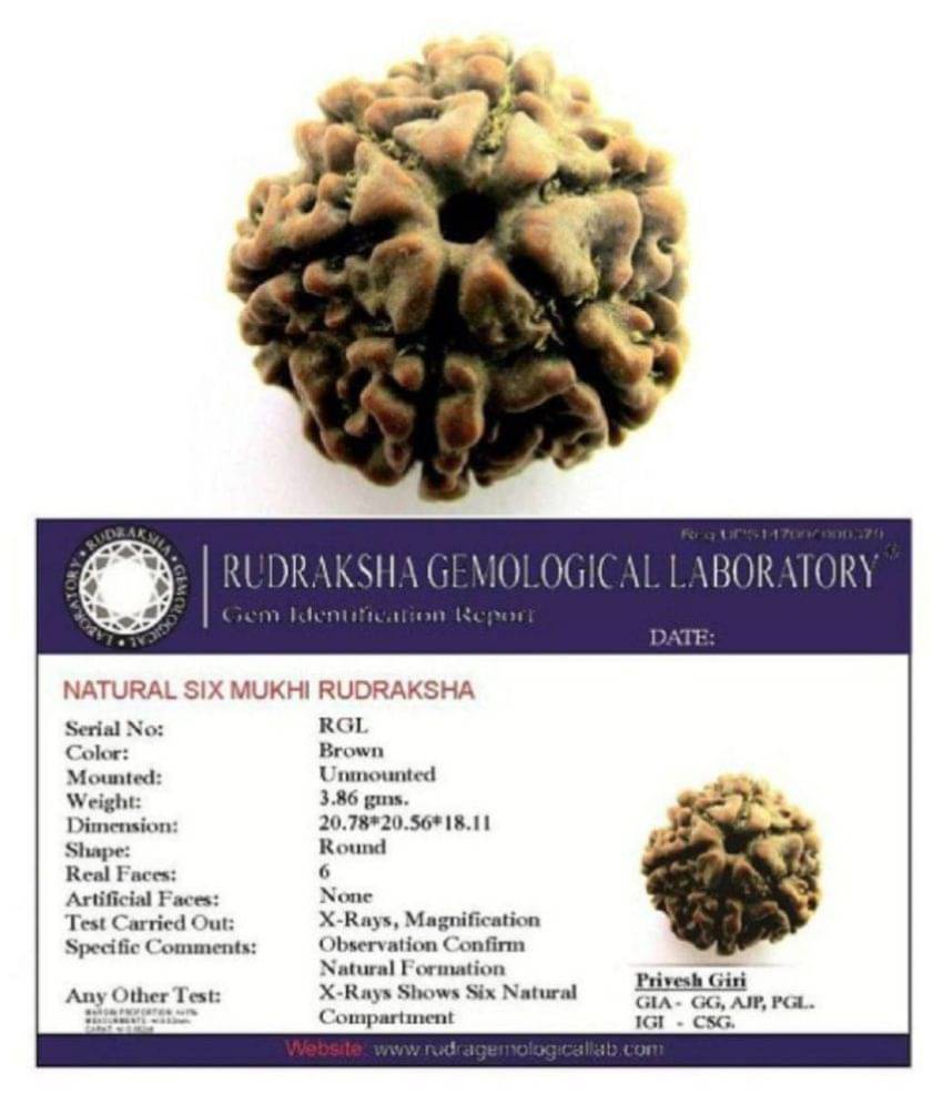 ShivaRatna 6 Mukhi Lab Certified Rudraksha (Origin Nepal) Good Shape & Matured Bead ShivaRatna 6 Mukhi Lab Certified Rudraksha (Origin Nepal) Good Shape & Matured Bead