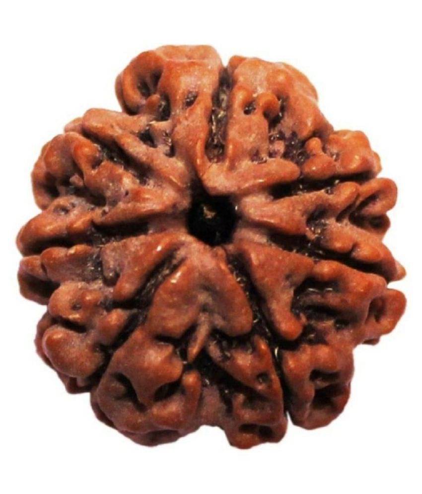 ShivaRatna 7 Mukhi Rudraksha ( Lab Certified & Mature Bead ) - Origin Nepal ShivaRatna 7 Mukhi Rudraksha ( Lab Certified & Mature Bead ) - Origin Nepal