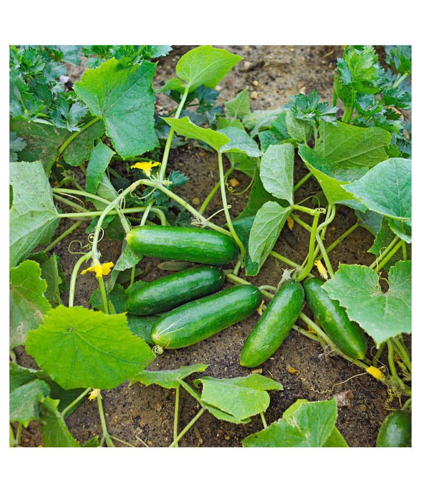 Summer Veg. Seeds - Cucumber seed ( 50 seed ) - Your Home & kitchen garden on this summer