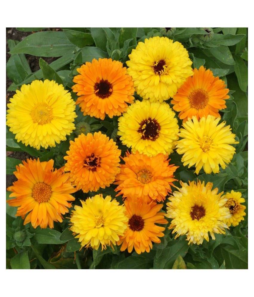     			calendula flower seeds with growing cocopeat 30 seeds