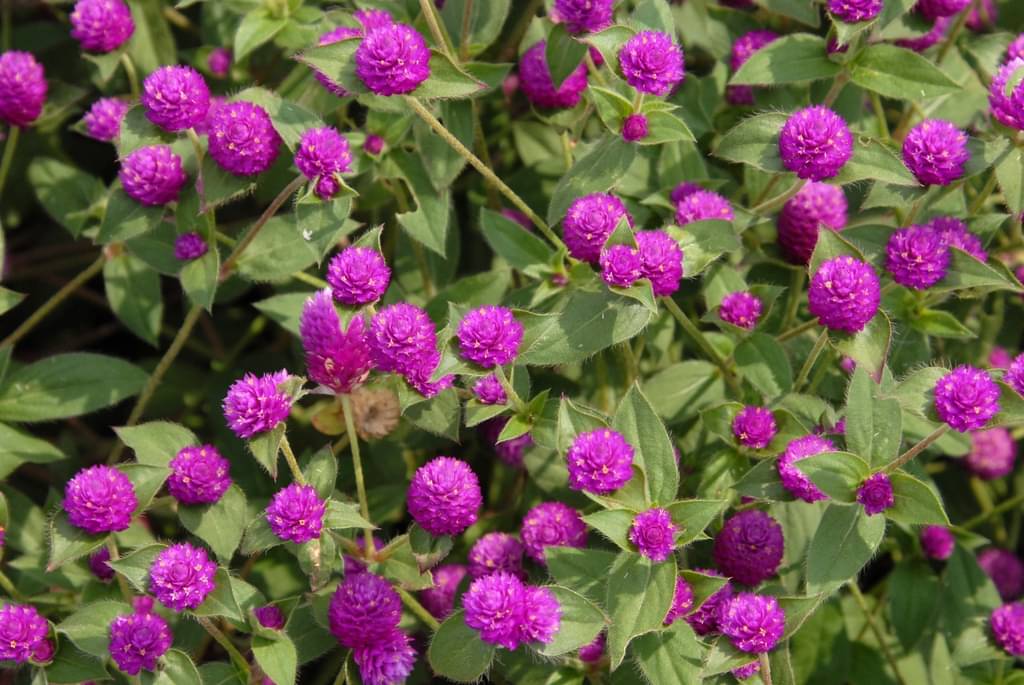     			gomphrena flower 50 seeds big flower with cocopeat