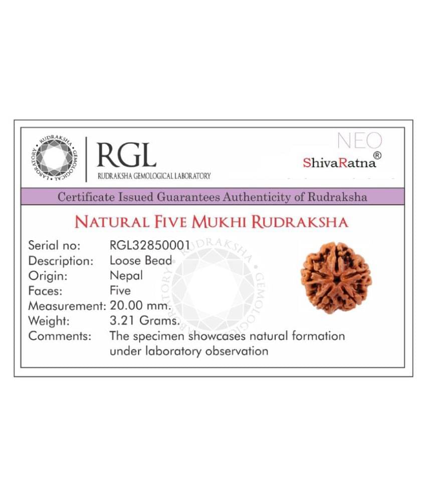 ShivaRatna 5 Mukhi Lab Certified Rudraksha (Origin Nepal) Good Shape & Matured Bead ShivaRatna 5 Mukhi Lab Certified Rudraksha (Origin Nepal) Good Shape & Matured Bead