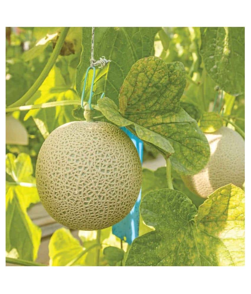Joycity Musk Melon Organic Fruit Seeds- 25+ Seeds