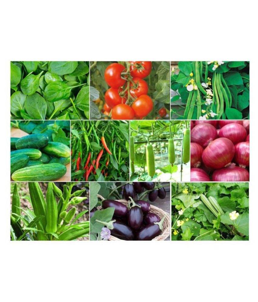 Joycity Organic Vegetable Seeds Combo- 10 Varieties Of Vegetable seeds (600+ Seeds) Joycity Organic Vegetable Seeds Combo- 10 Varieties Of Vegetable seeds (600+ Seeds)
