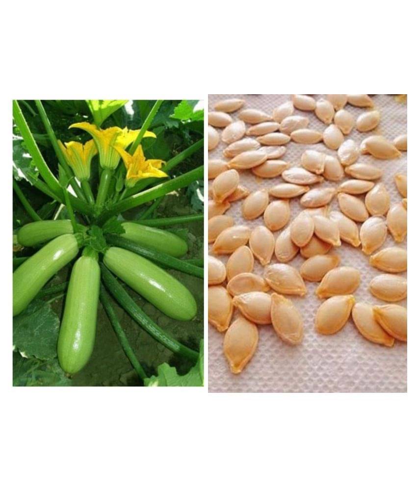 GARDEN High Yielding Hybrid Green Long Squash Seeds - Pack of 10 Seeds WITH MANUAL GARDEN High Yielding Hybrid Green Long Squash Seeds - Pack of 10 Seeds WITH MANUAL