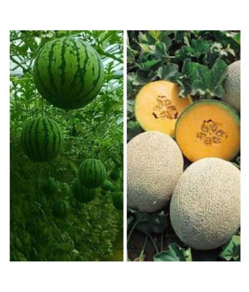 Joycity Fruit Seeds Combo- Watermelon And Musk Melon Organic Fruit Seeds (100 + Seeds) Joycity Fruit Seeds Combo- Watermelon And Musk Melon Organic Fruit Seeds (100 + Seeds)