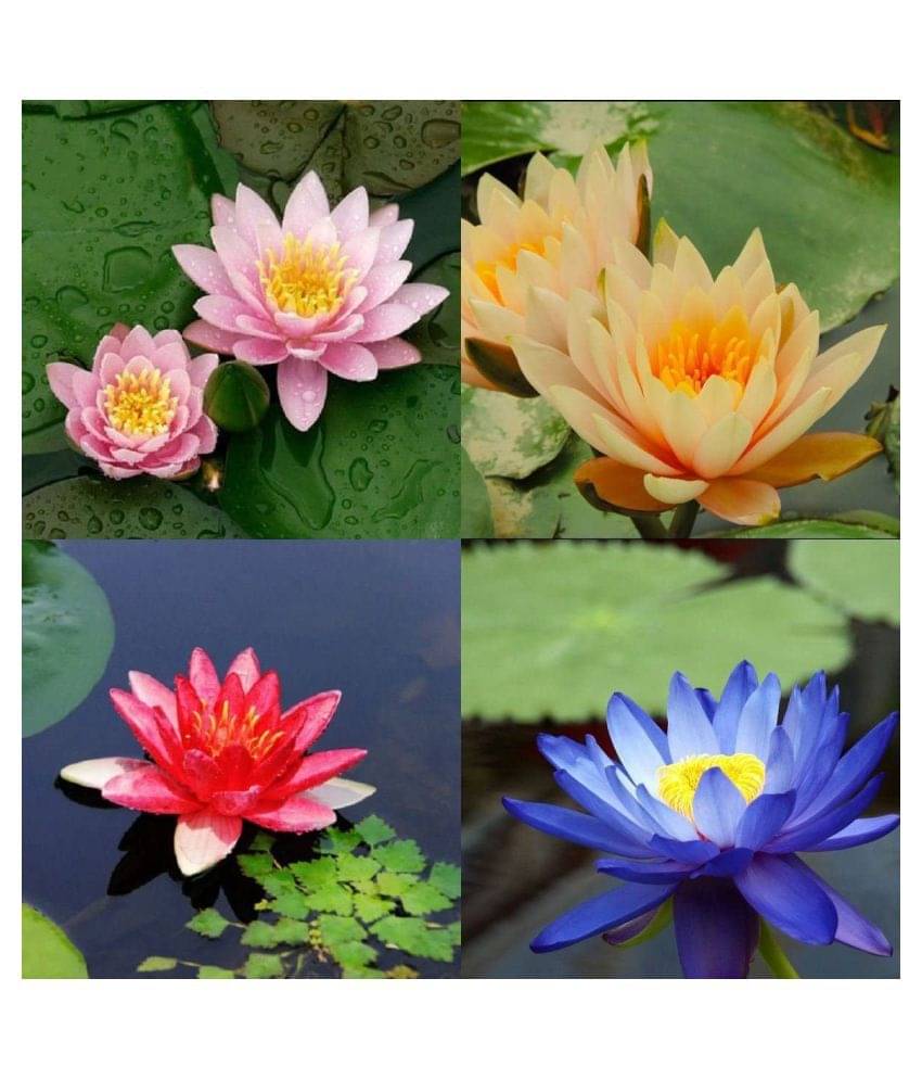     			4 COLOURS MIXED LOTUS SEEDS 20 SEEDS + Instruction Manual - shivam organic seed