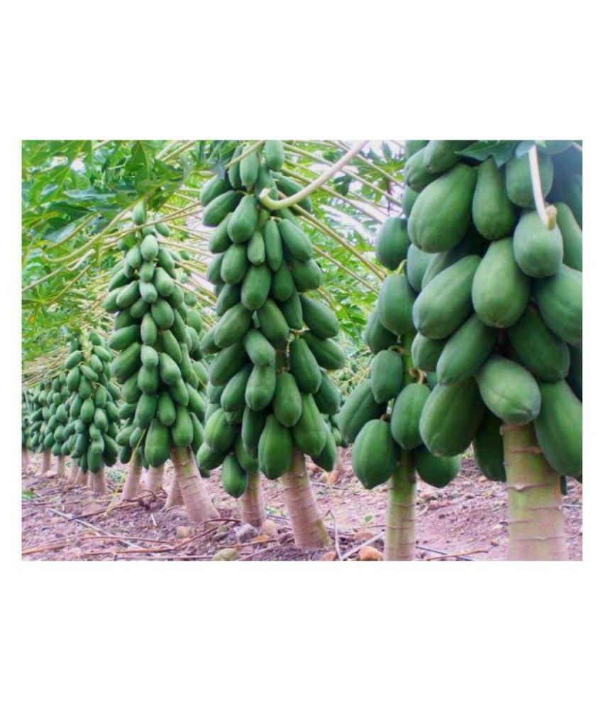 Climate Seeds Red Lady Papaya - Pack of 50 Seed