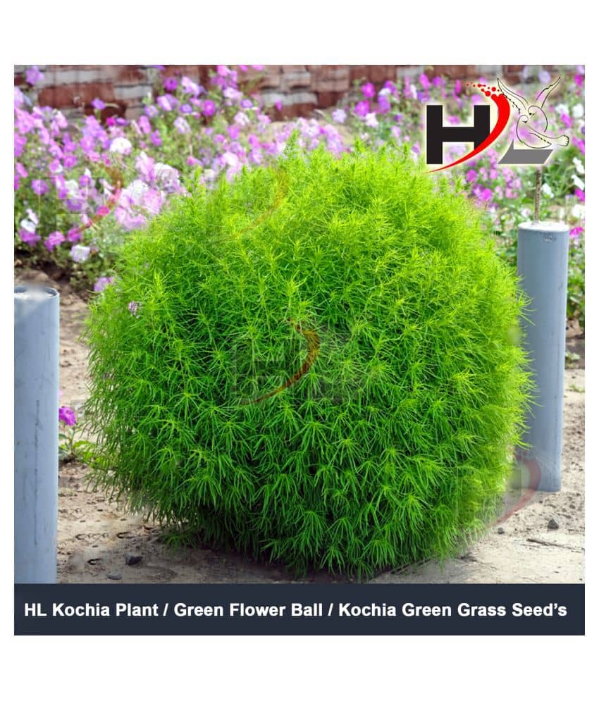 HL Kochia Green Grass Ball Flower Hybrid Seeds For Home Gardening Planting