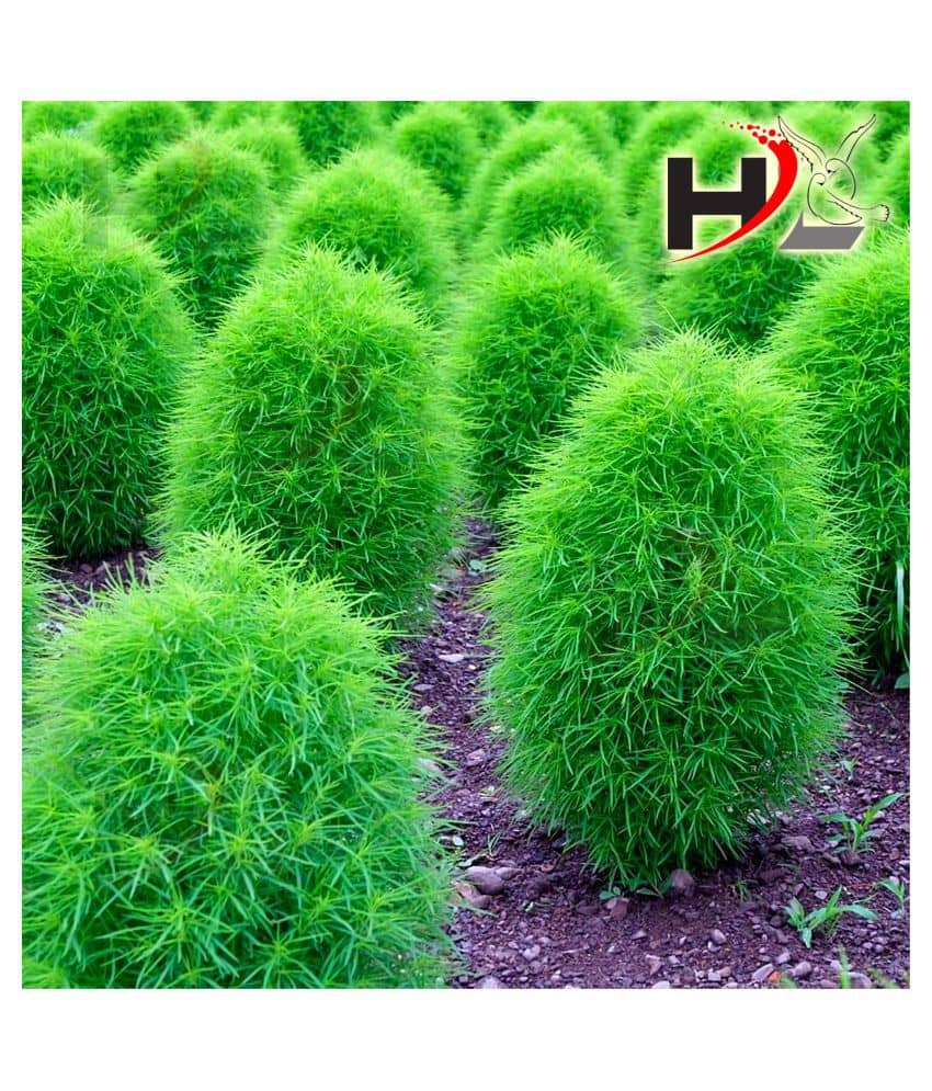 HL Kochia Green Grass Ball Flower Hybrid Seeds For Home Gardening Planting