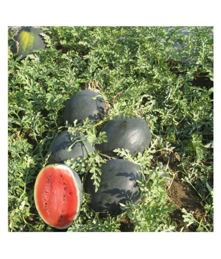     			Watermelon Extremely Sweet Icebox Type - F1 Hybrid 10 Seed