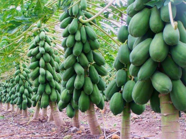     			PAPAYA SEED - Honey Dew Papaya - organic seeds - (50 per packet) + Instruction Manual