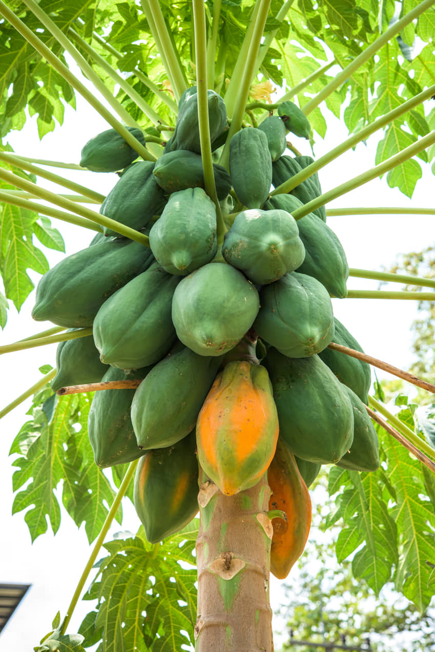 PAPAYA SEED - organic seeds - (50 per packet) + Instruction Manual