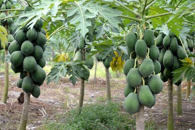     			Papaya/Red Lady Organic F1 Hybrid Fruit Seeds Special Pack - 50 seed + Instruction Manual
