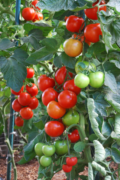 Tomatoes Seeds (Pack of 50 seeds)