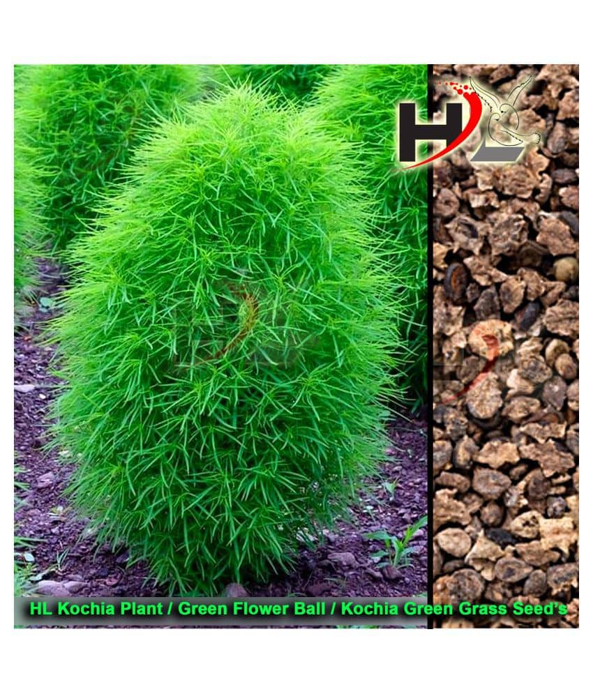 Health Life Seed's HL Kochia Green Grass Ball Flower Hybrid Seeds For Home Gardening Planting