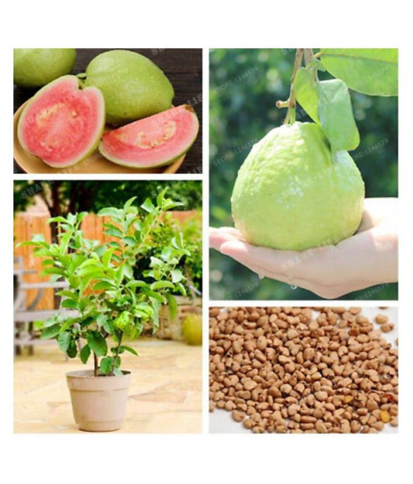     			Pack of 100 Seeds - Rare Red Guava Psidium Guajava Guava Fruit Seeds for Growing + Instruction Manual