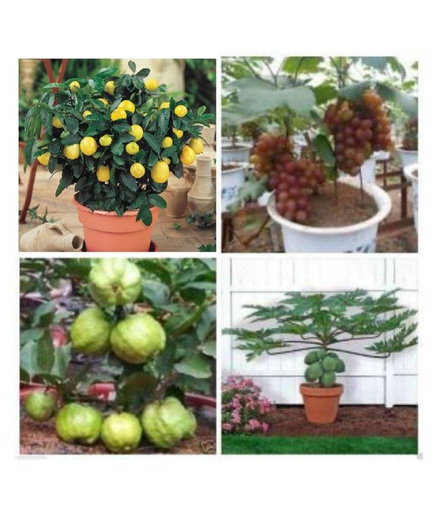     			BS SEEDS pack of 4 fruit seeds (GUAVA GRAPES PAPAYA LEMON) 10-10 SEEDS OF EACH ONE FRUIT WITH MANUAL