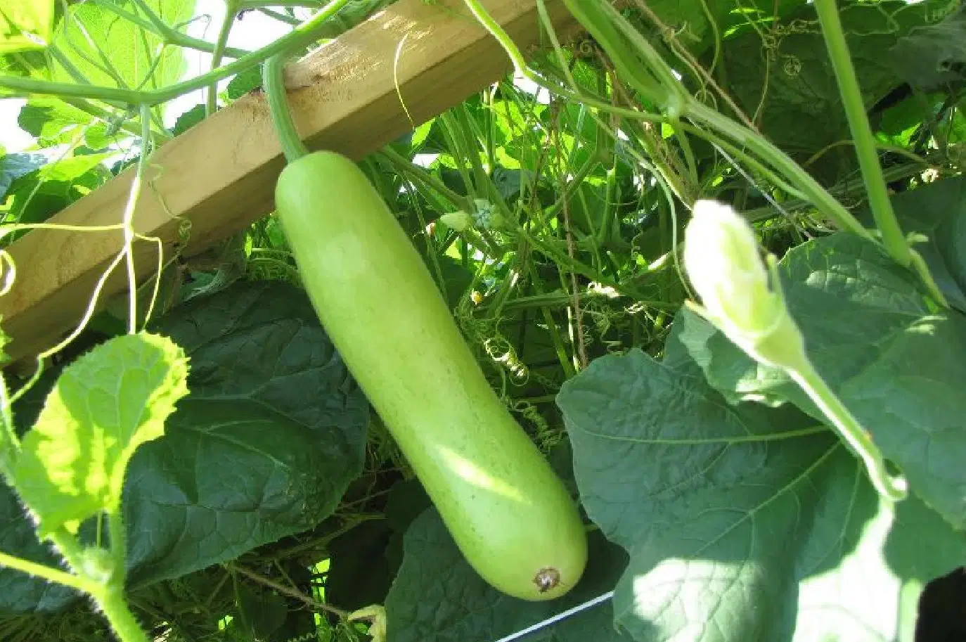     			F1 Hyb. Elina Bottlegourd Seeds Seed(10 per packet)