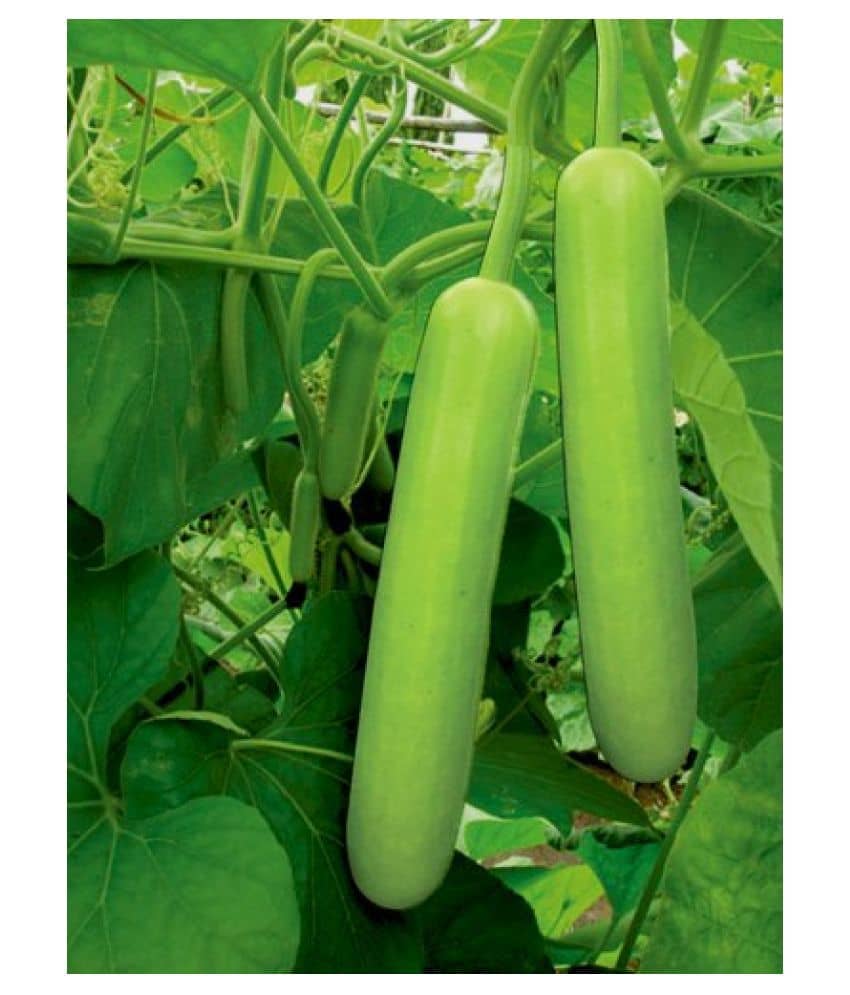 BS SEEDS BOTTLE GOURD LONG SEEDS (PACK OF 20 SEEDS X 1 PACKET)+ Instruction Manual