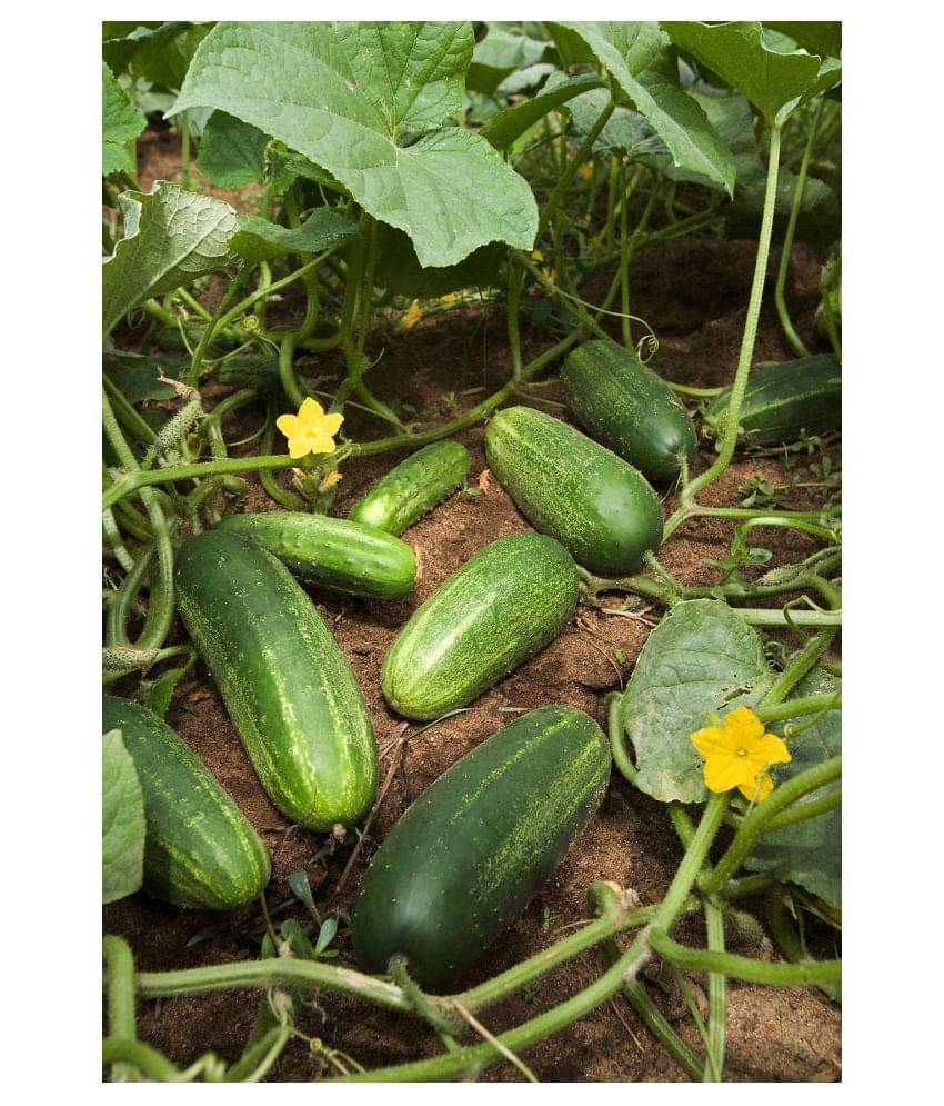     			Cucumber F1 Hybrid Seeds