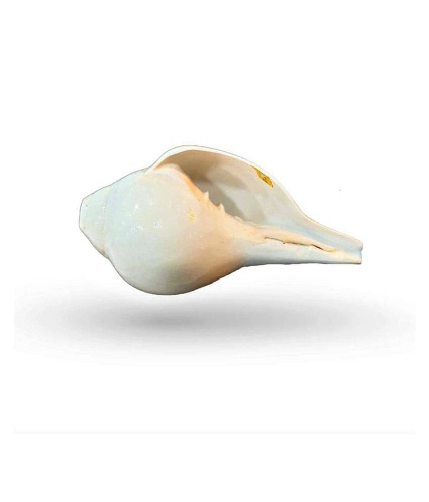     			rudradivine - Coral Shankh (Pack of 1)