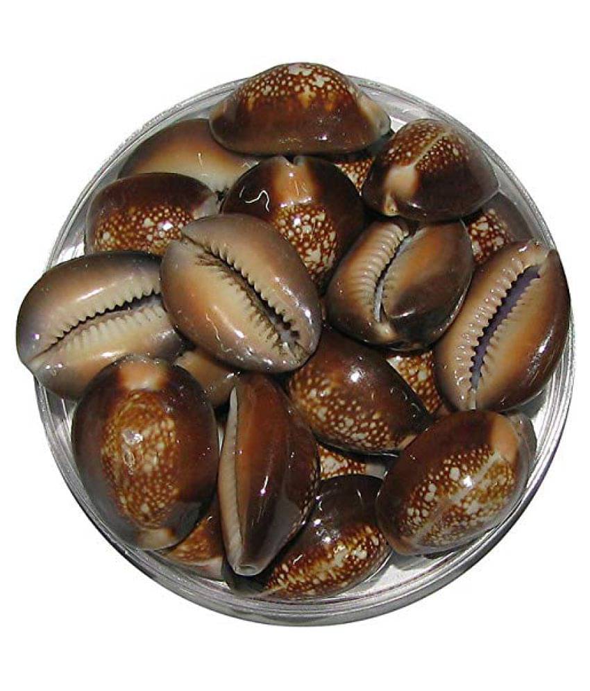     			Padmavathi Enterprises - Plastic Kowdi (Pack of 10)