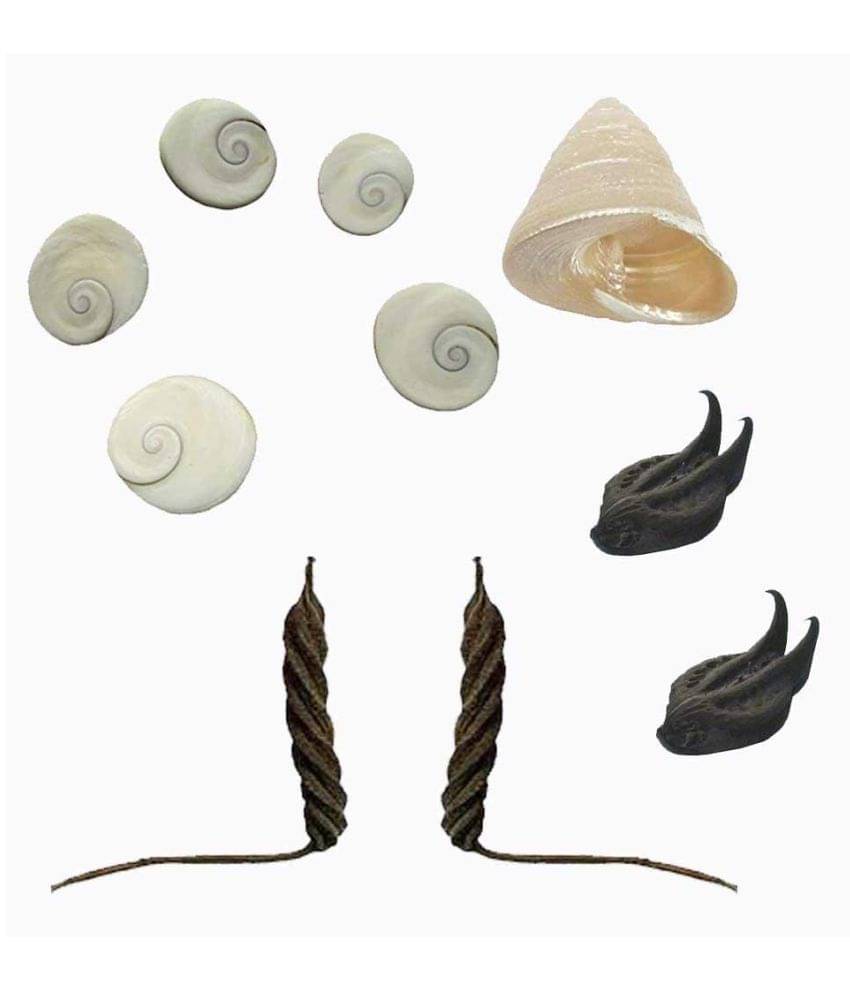     			Padmavathi Enterprises Natural Bat Head Roots Evil Pod - 2 Pcs , Bala MUDI , YedamaMudi , Moti Shank , Gomati Chakra - 5 Pcs