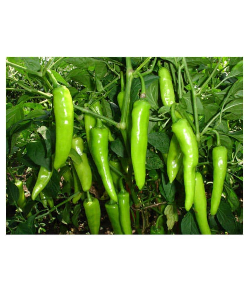 Best Hybrid Chilli Seeds - 100 + Instruction Manual