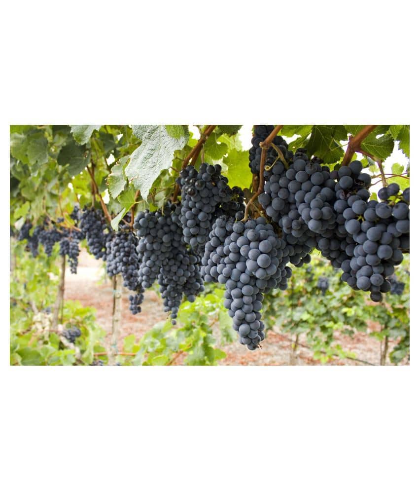 Fruits Black Grape Seeds Fruit Plant Seeds For Home Garden Kitchen Garden plant Fruit - 20 seed
