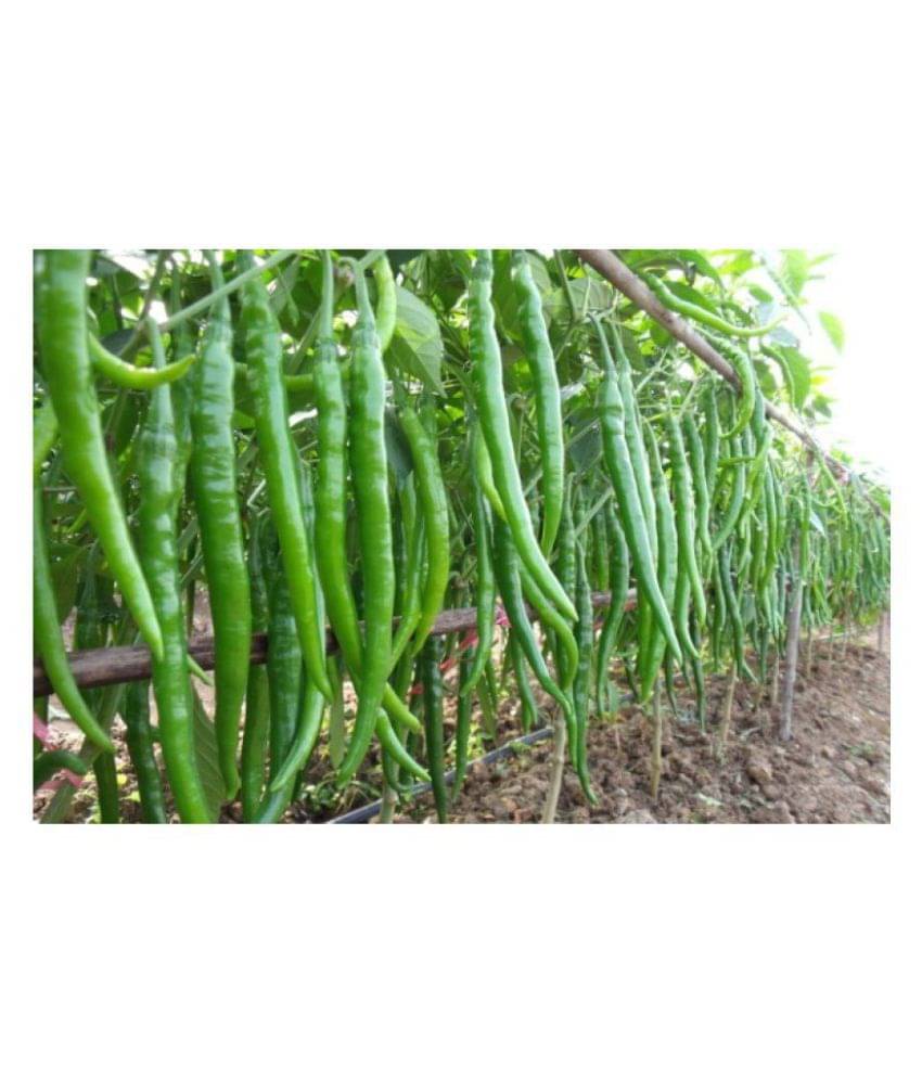 HOT CHILLI PEPPER DESIRE SEED (PACK OF 50 SEED X 1 PER PKTS) + Instruction Manual HOT CHILLI PEPPER DESIRE SEED (PACK OF 50 SEED X 1 PER PKTS) + Instruction Manual