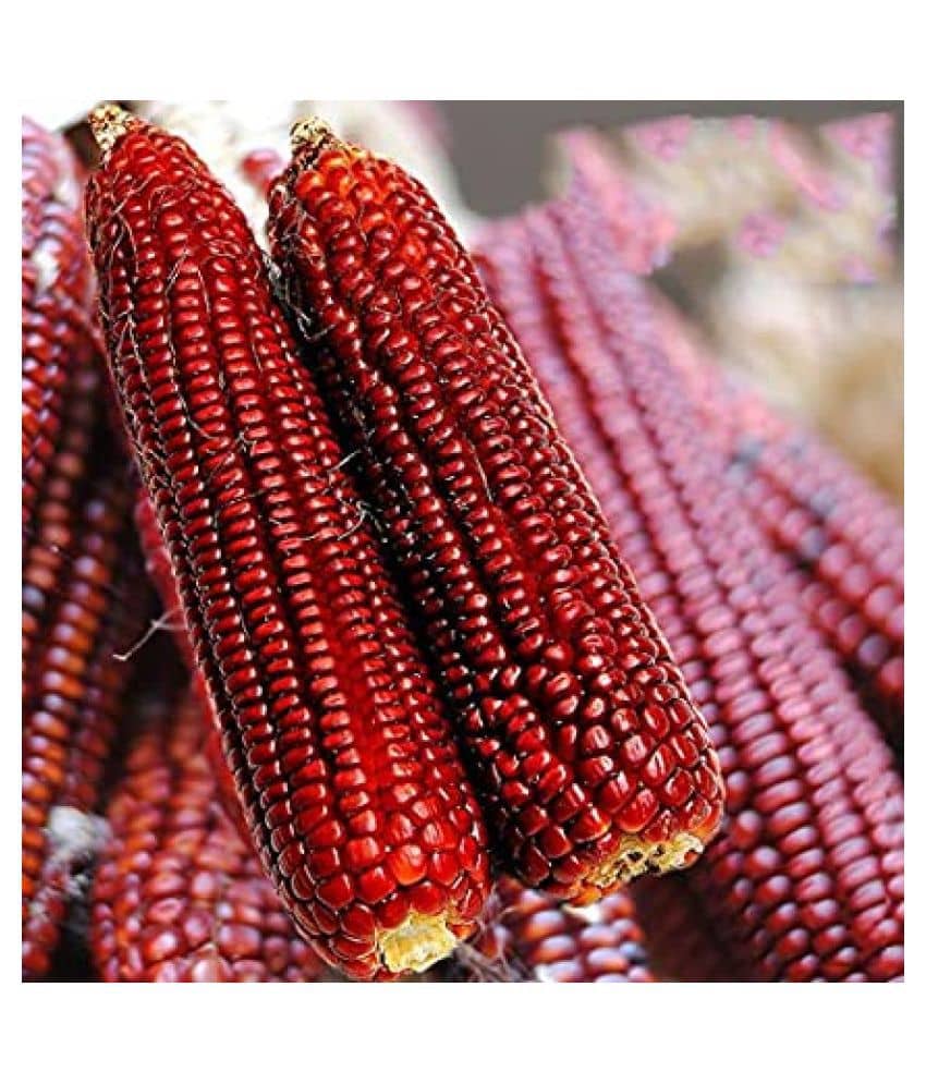 High Germination Red Corn (maize) Traditional Seeds - ( 50 seed )