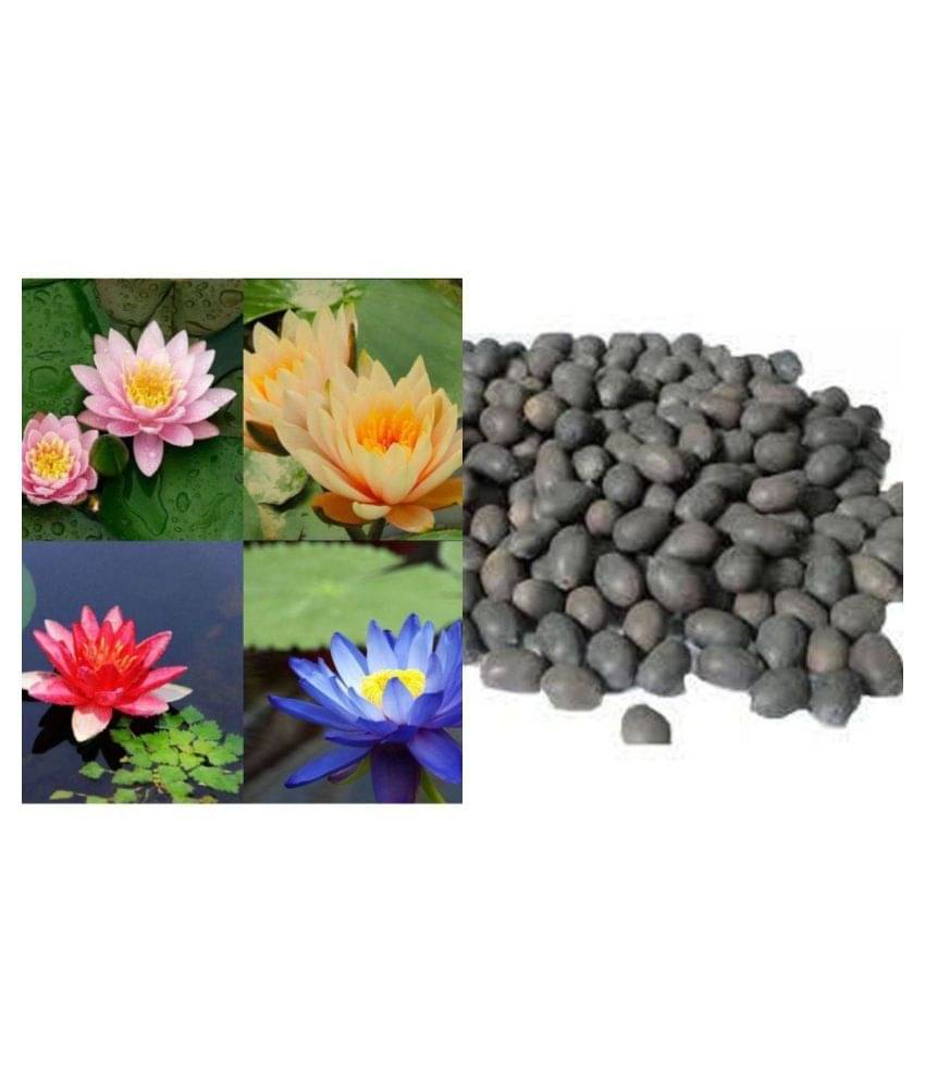 shivam - 4 COLOURS MIXED LOTUS SEEDS 10 SEEDS + Instruction Manual shivam - 4 COLOURS MIXED LOTUS SEEDS 10 SEEDS + Instruction Manual