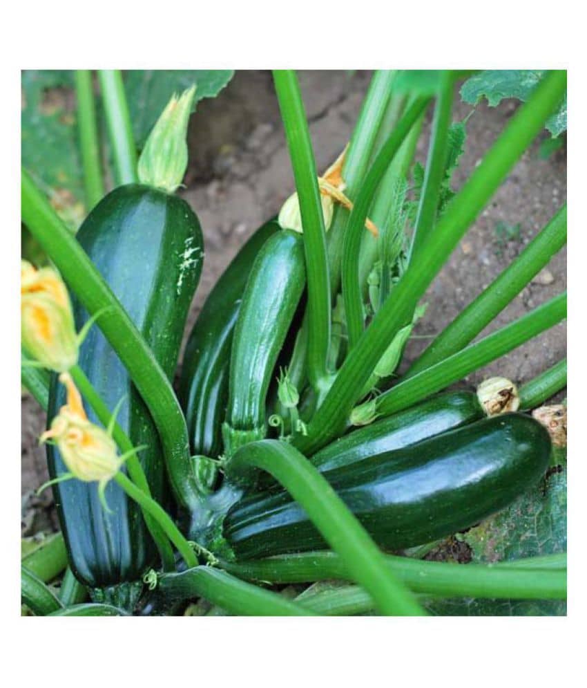 High Yielding F1 Hybrid Green Long Squash ( Zucchini ) Seeds 10