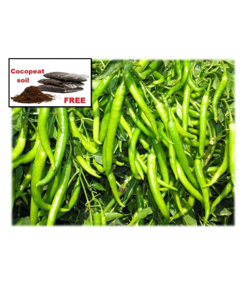 hybrid Green Chilli Seeds | Pack of 50 seeds + cocopeat soil free     			hybrid Green Chilli Seeds | Pack of 50 seeds + cocopeat soil free