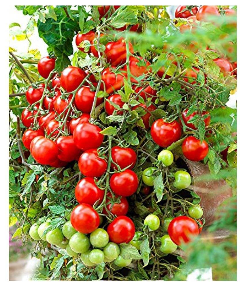     			Tomato Round - Desi Vegetable Seeds 50