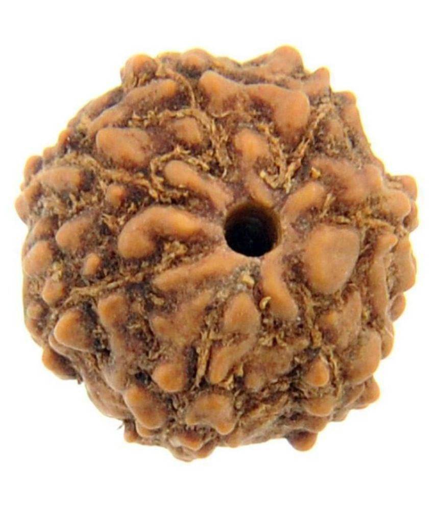     			Lucknow Pujan Store Rudraksha Pack of 1