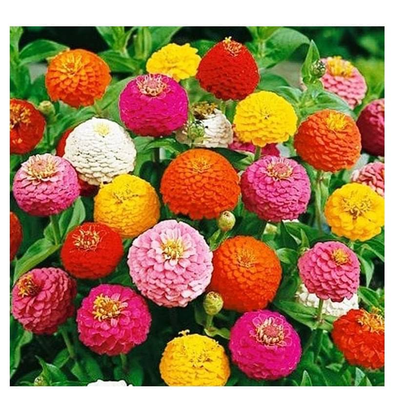 COLOR MIX ZINNIA FLOWER 50 SEEDS PACK WITH MANUAL MORE THAN 10 COLORS FLOWER PLANTS MIX SEEDS PACK COLOR MIX ZINNIA FLOWER 50 SEEDS PACK WITH MANUAL MORE THAN 10 COLORS FLOWER PLANTS MIX SEEDS PACK