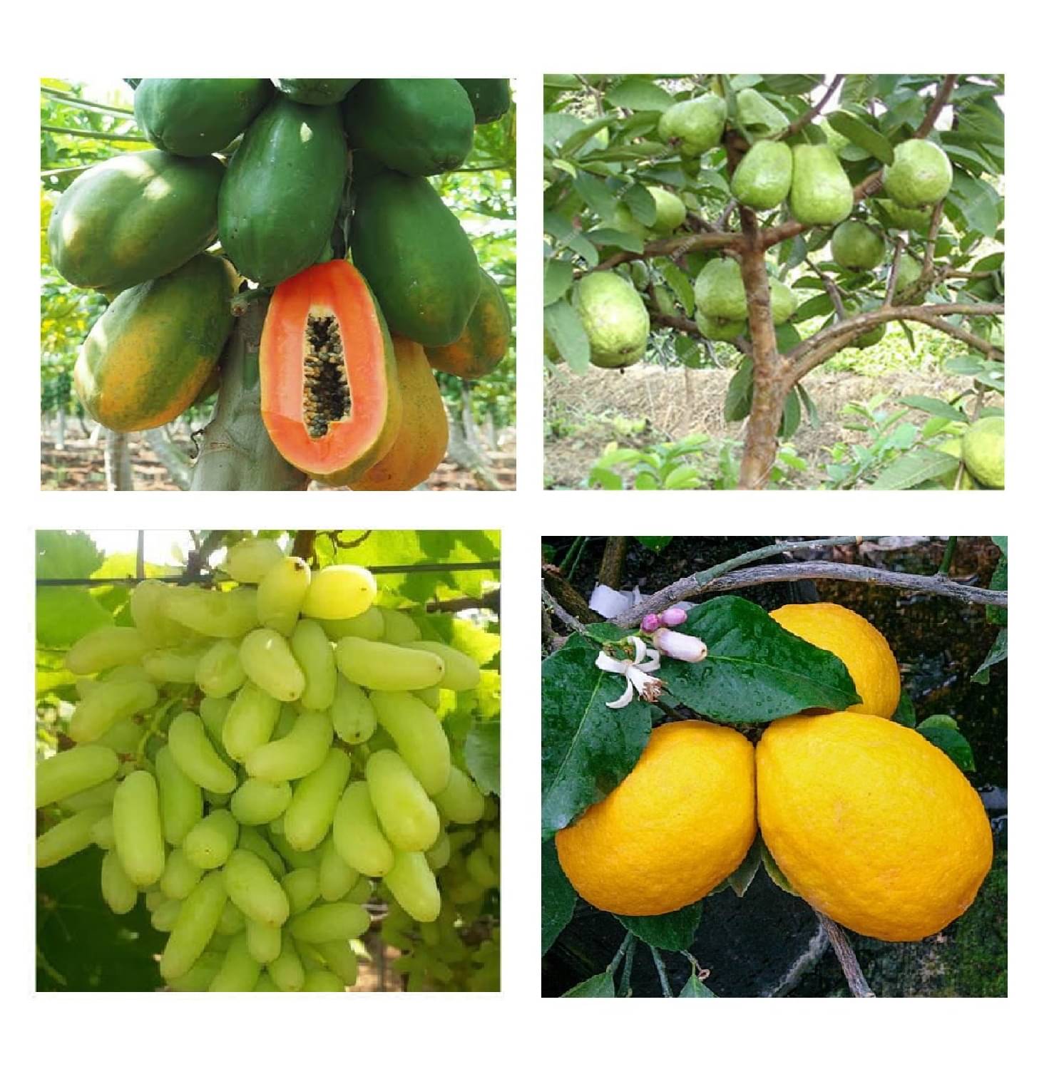DWARF 4 TYPES FRUIT SEEDS COMBO WITH COCOPEAT 15-15 SEEDS OF EACH ( GRAPES PAPAYA LEMON GRAPES ) TOTAL 40 SEEDS PACK DWARF 4 TYPES FRUIT SEEDS COMBO WITH COCOPEAT 15-15 SEEDS OF EACH ( GRAPES PAPAYA LEMON GRAPES ) TOTAL 40 SEEDS PACK